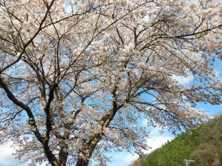 sakura